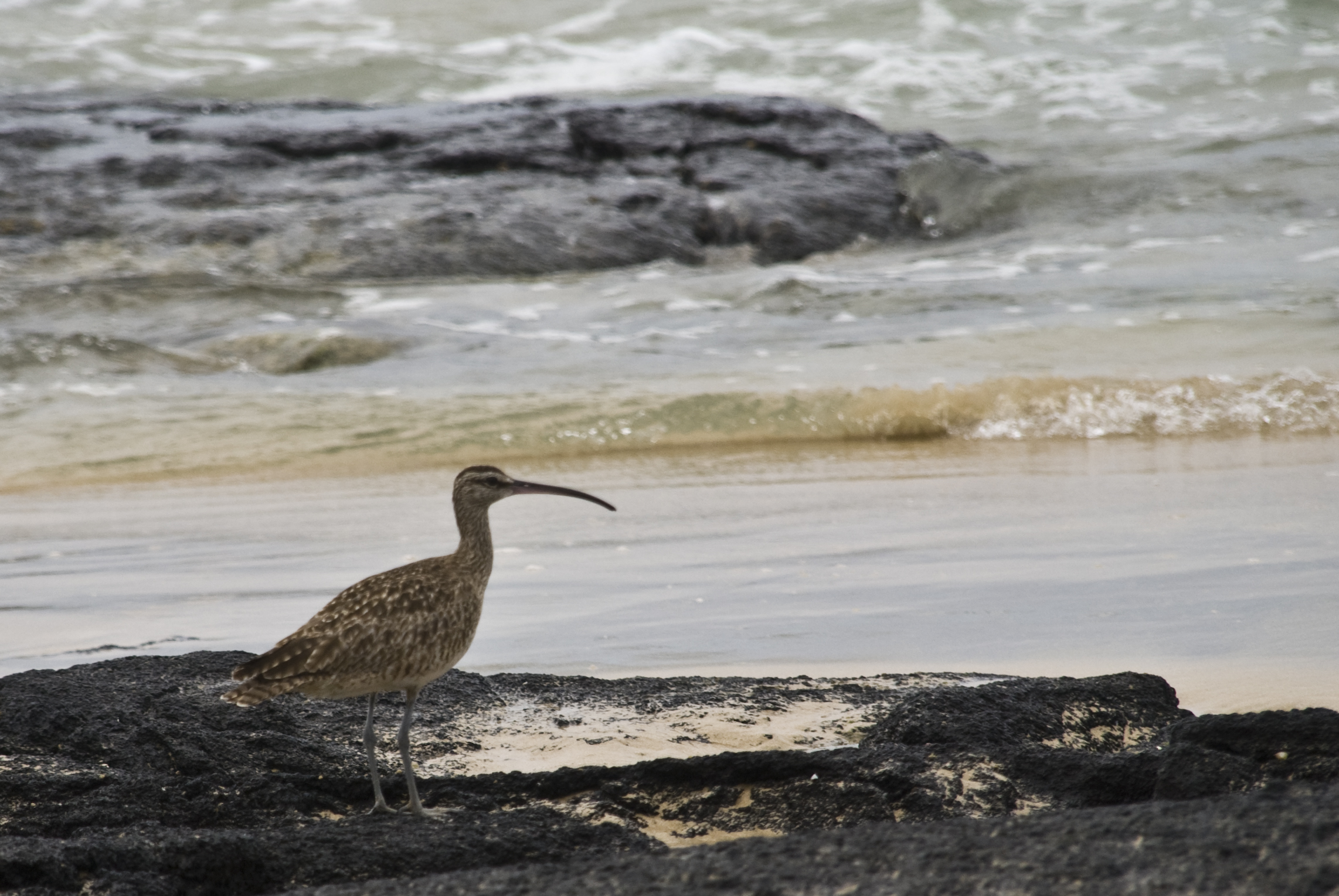 Regenbrachvogel